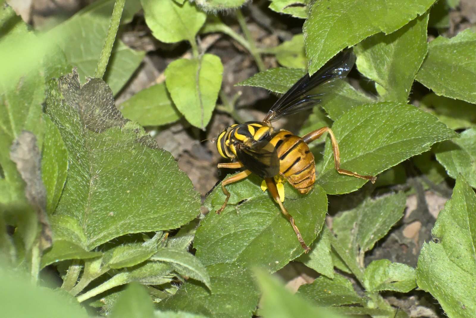 Image of Spilomyia alcimus (Walker 1849)