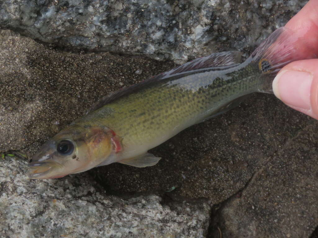 Image of Pike cichlid