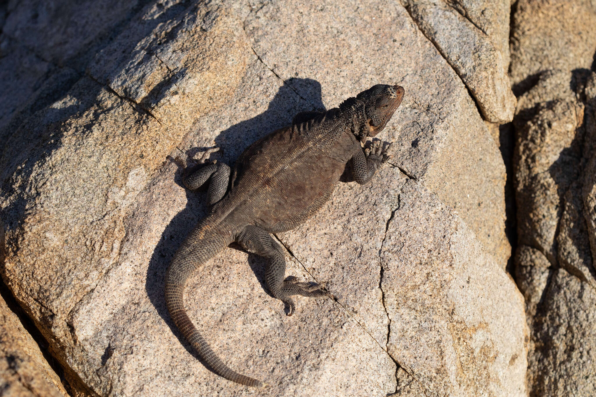 Image of Spotted Chuckwalla