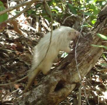 Image of Bahia hairy dwarf porcupine