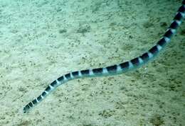 Image of Ornate Reef Sea Snake