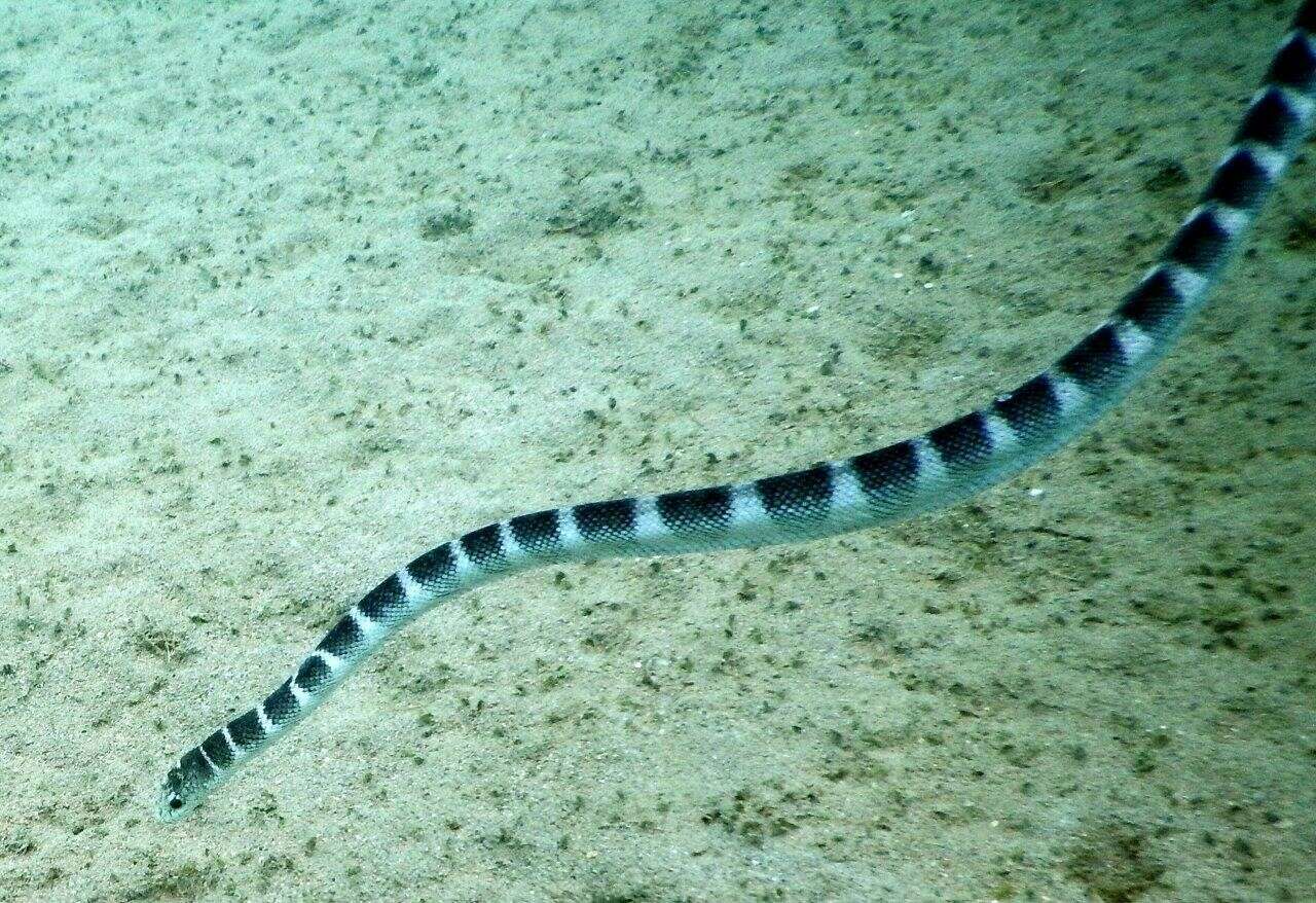 Image of Ornate Reef Sea Snake