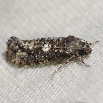 Image of Cresson's Grass-tubeworm Moth