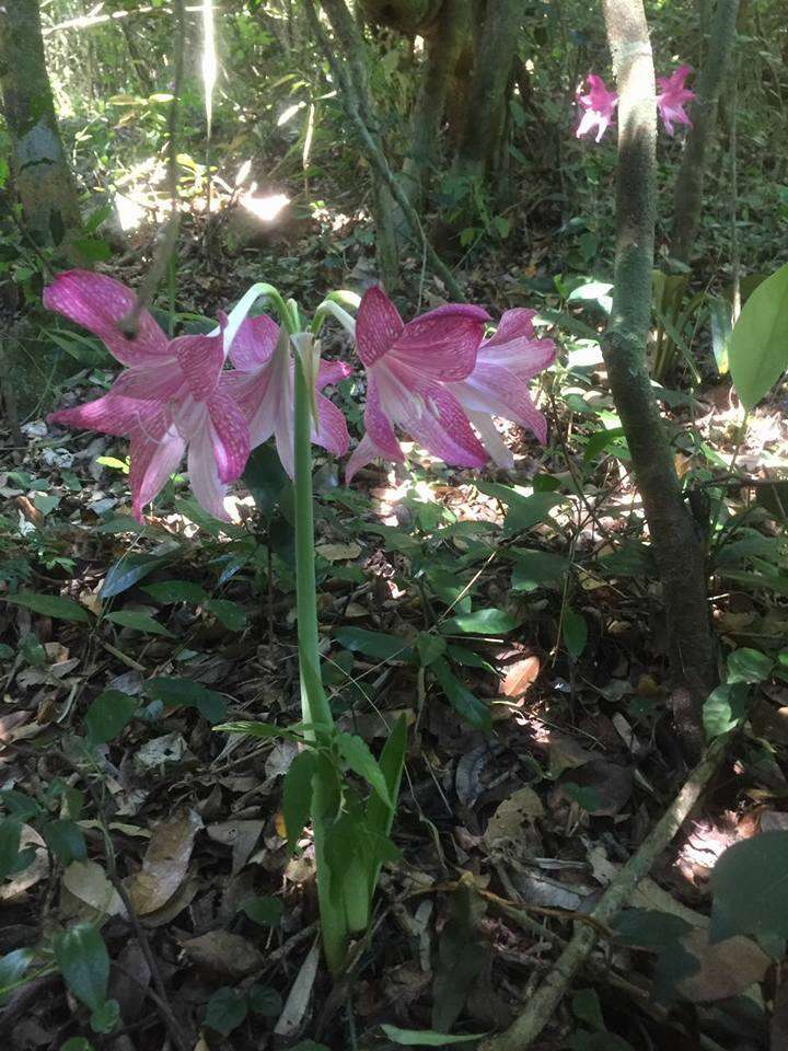 صورة Hippeastrum reticulatum (L'Hér.) Herb.