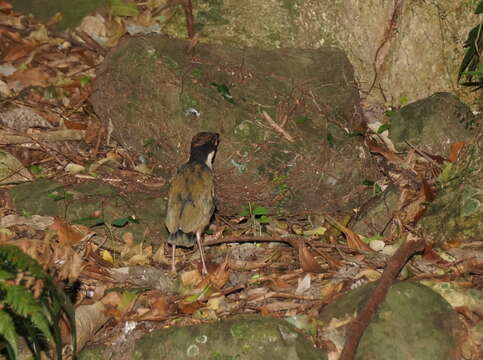 Image of Noisy Pitta