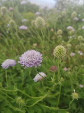 صورة Scabiosa africana L.