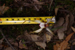 Image of Caladenia cala Hopper & A. P. Br.