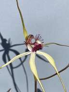 Image of Blushing spider orchid