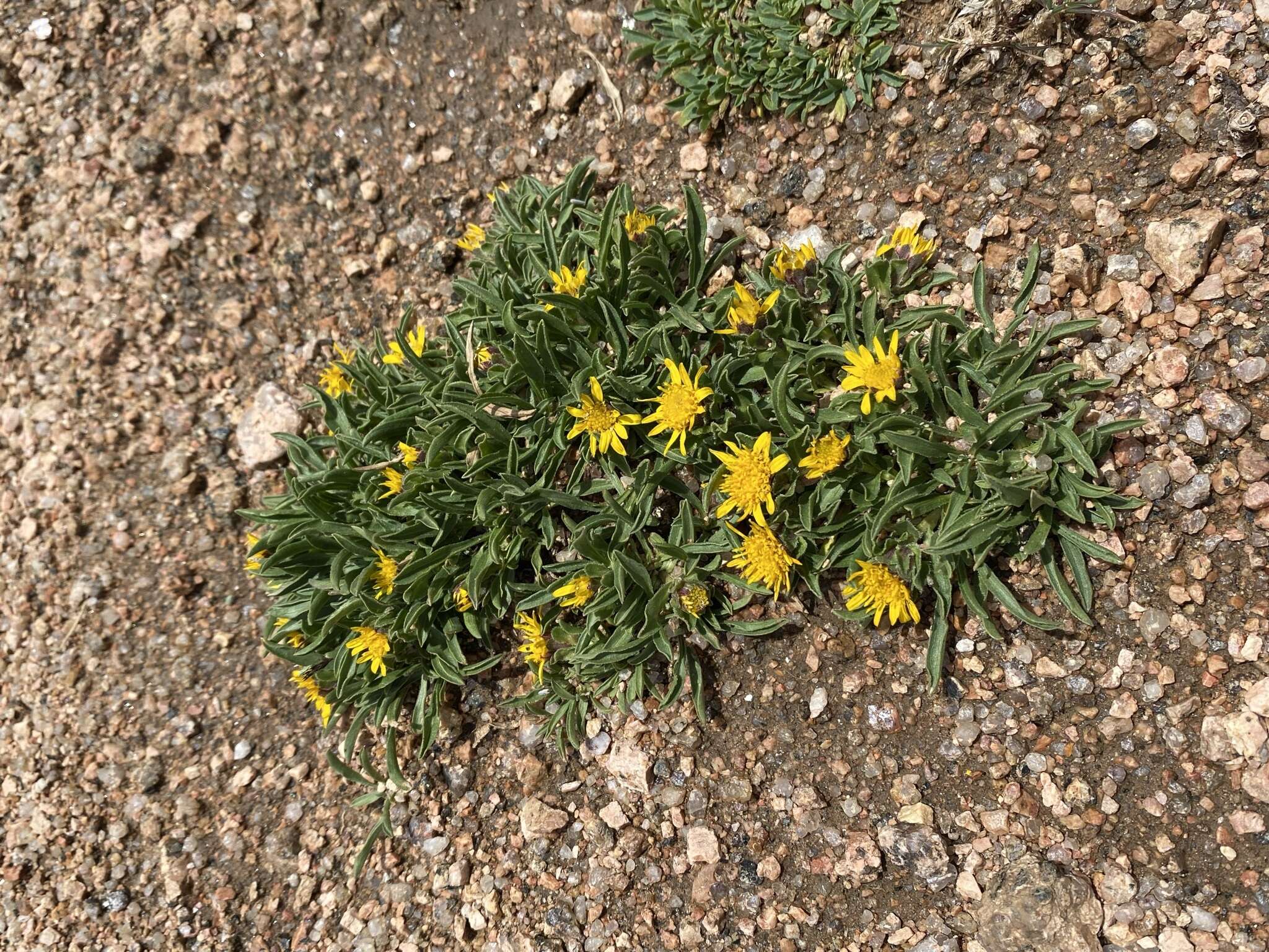 Image of pygmy goldenweed