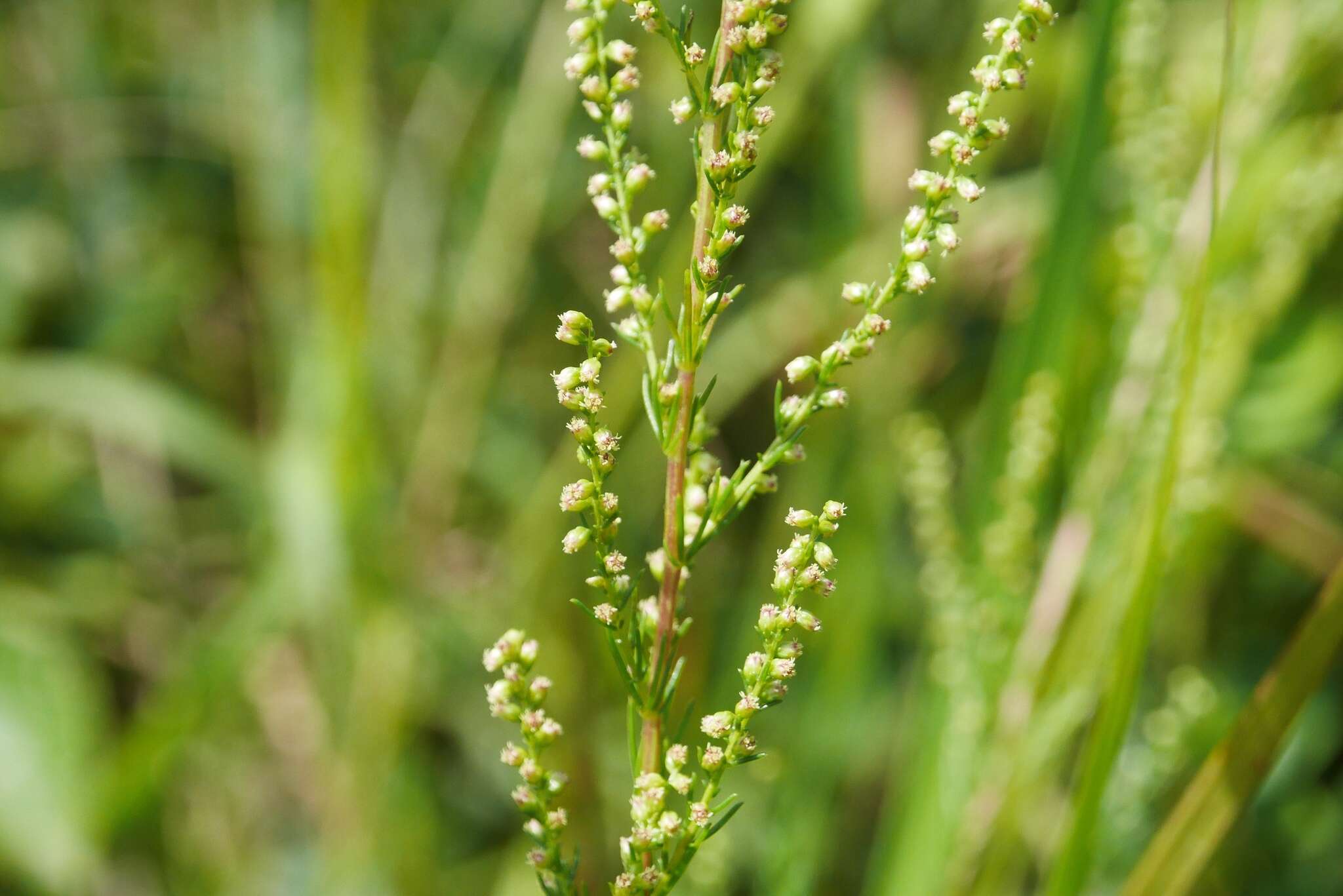 Image of Artemisia capillaris Thunb.