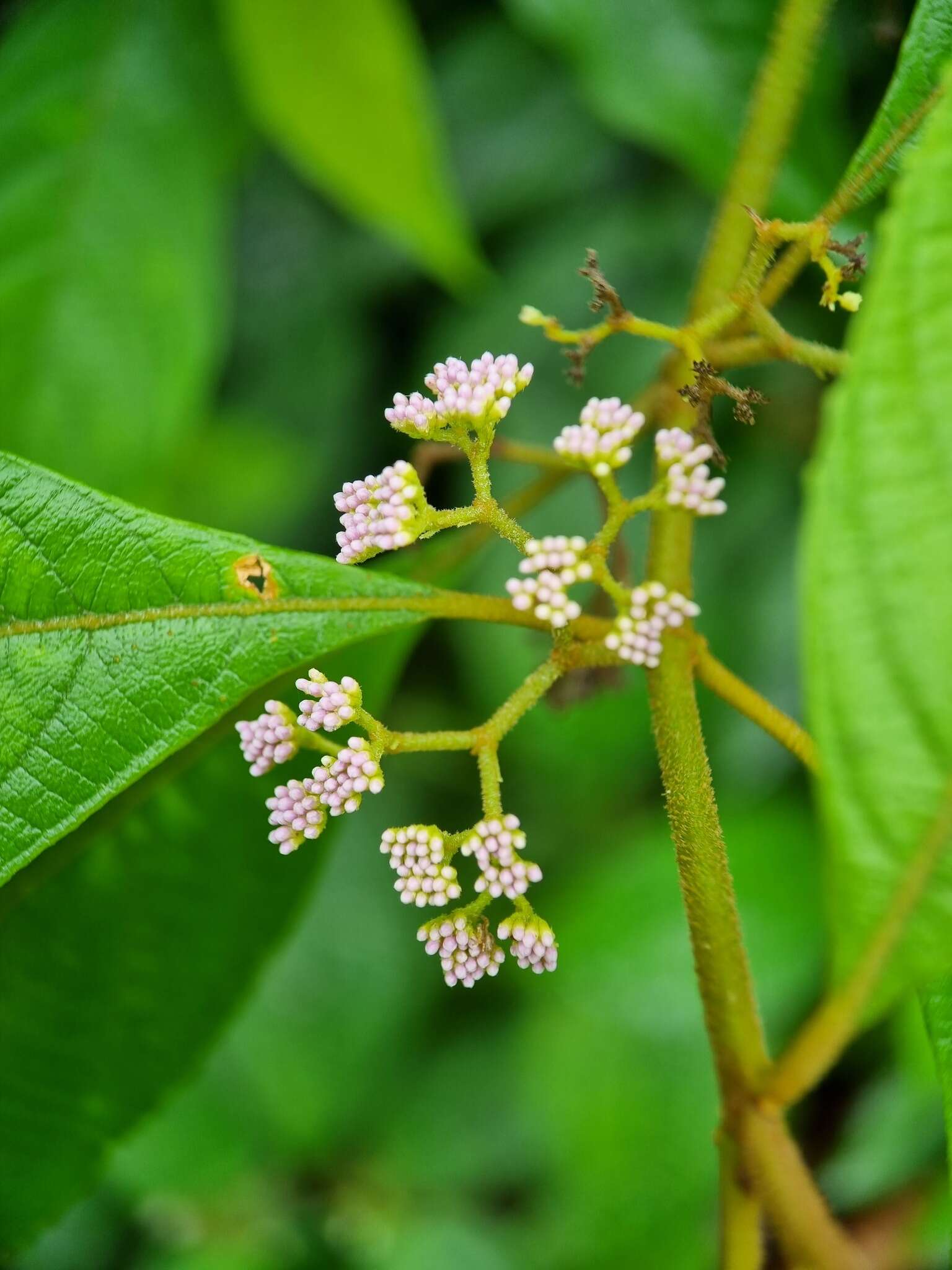 Image of Callicarpa longifolia Lam.