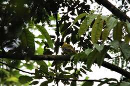 Image of Western Black-headed Oriole