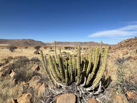 Image of Euphorbia avasmontana Dinter