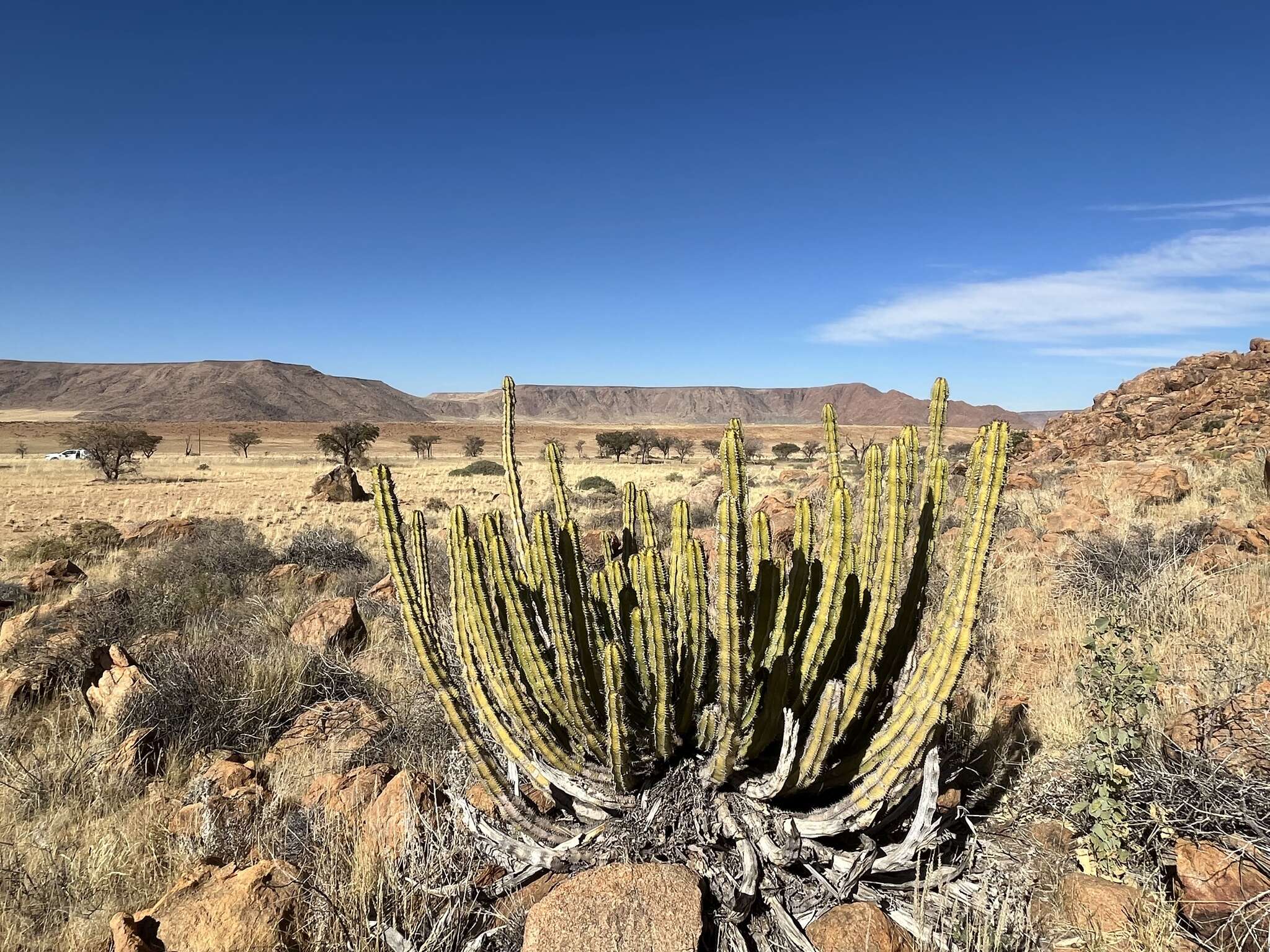 Imagem de Euphorbia avasmontana Dinter