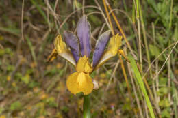 Image of Iris hollandica H. R. Wehrh.