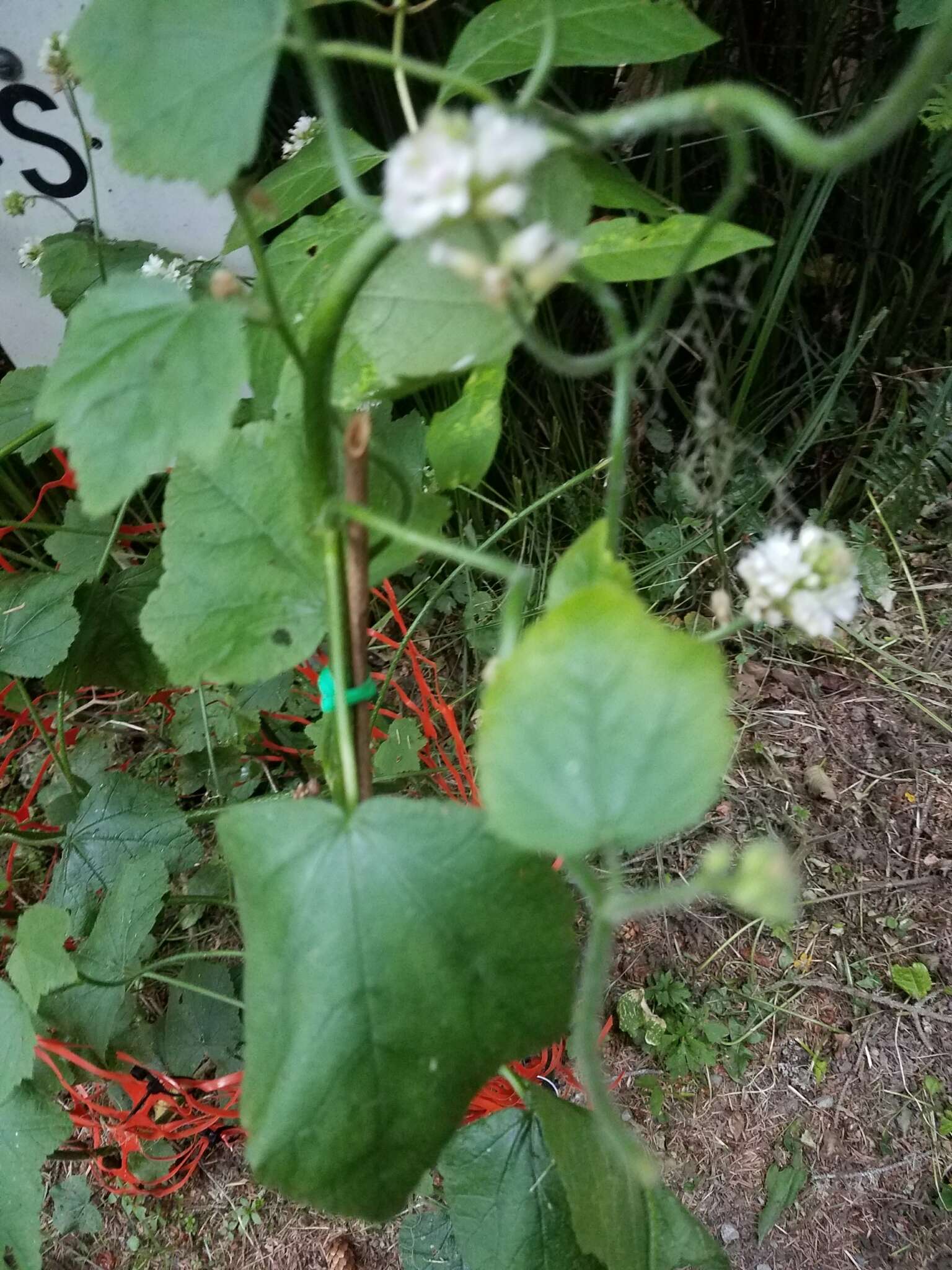 Sivun Sidalcea malachroides (Hook. & Arn.) Gray kuva