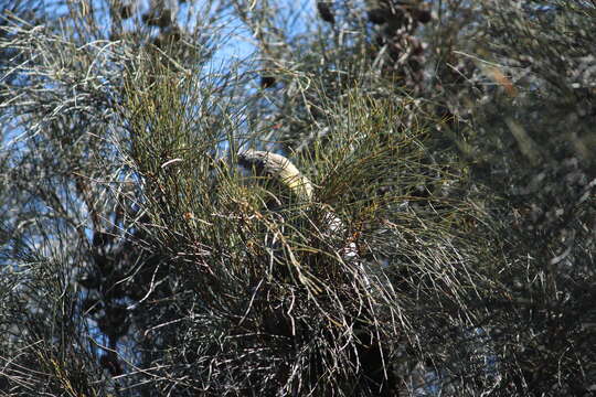 Calyptorhynchus lathami halmaturinus Mathews 1912 resmi