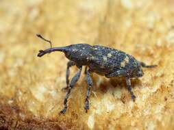 Image of Pissodes weevil