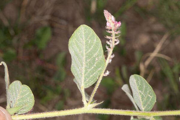 Plancia ëd Indigofera flavicans Baker