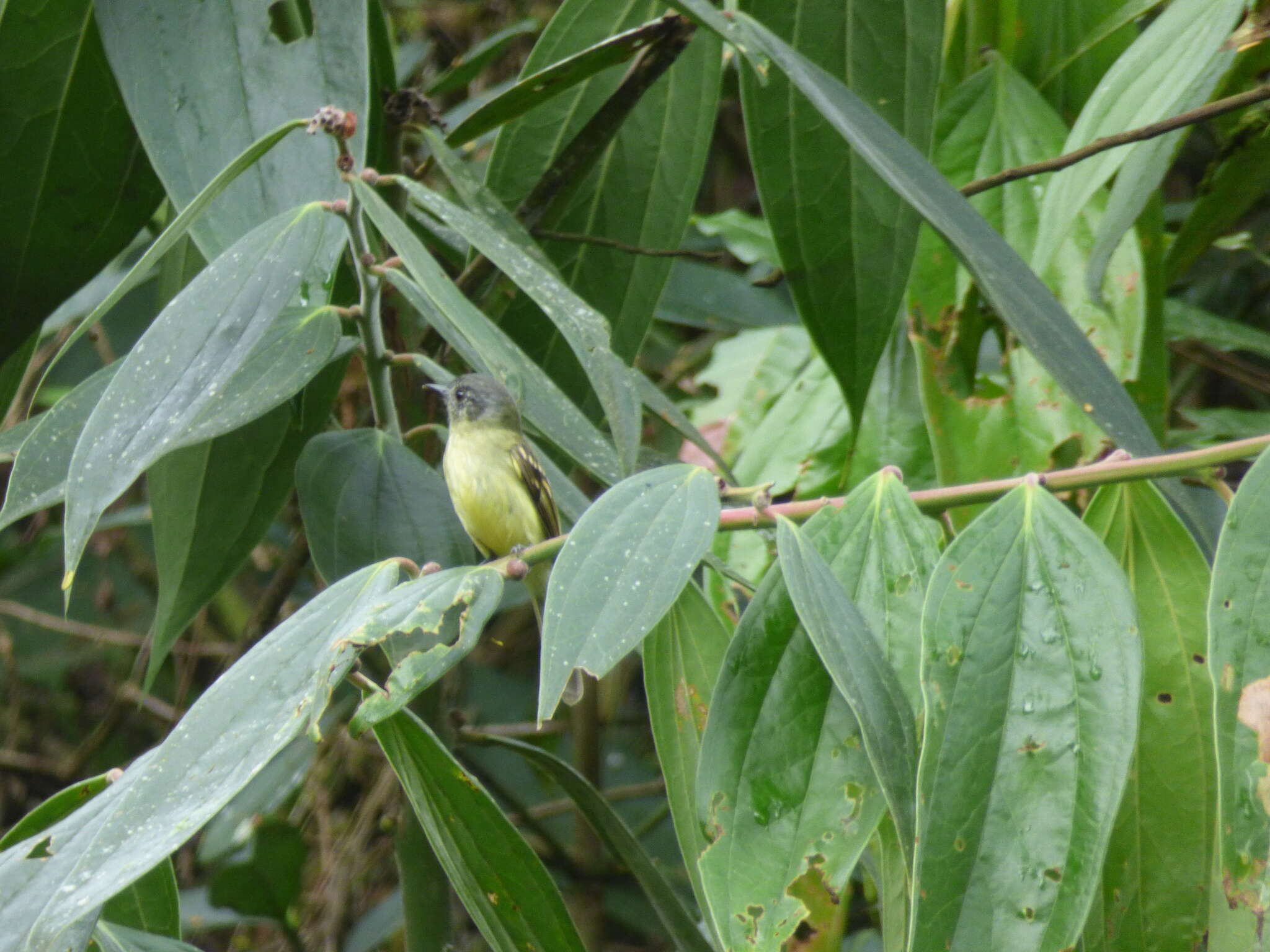 Image of Slaty-capped Flycatcher