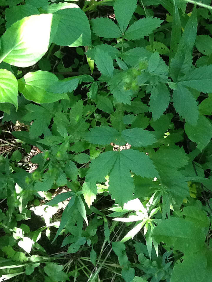 Image of tall hairy agrimony