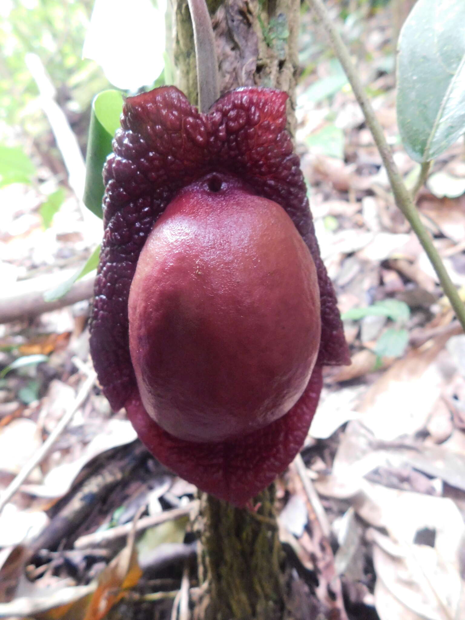 Image of Aristolochia paracleta H. W. Pfeifer