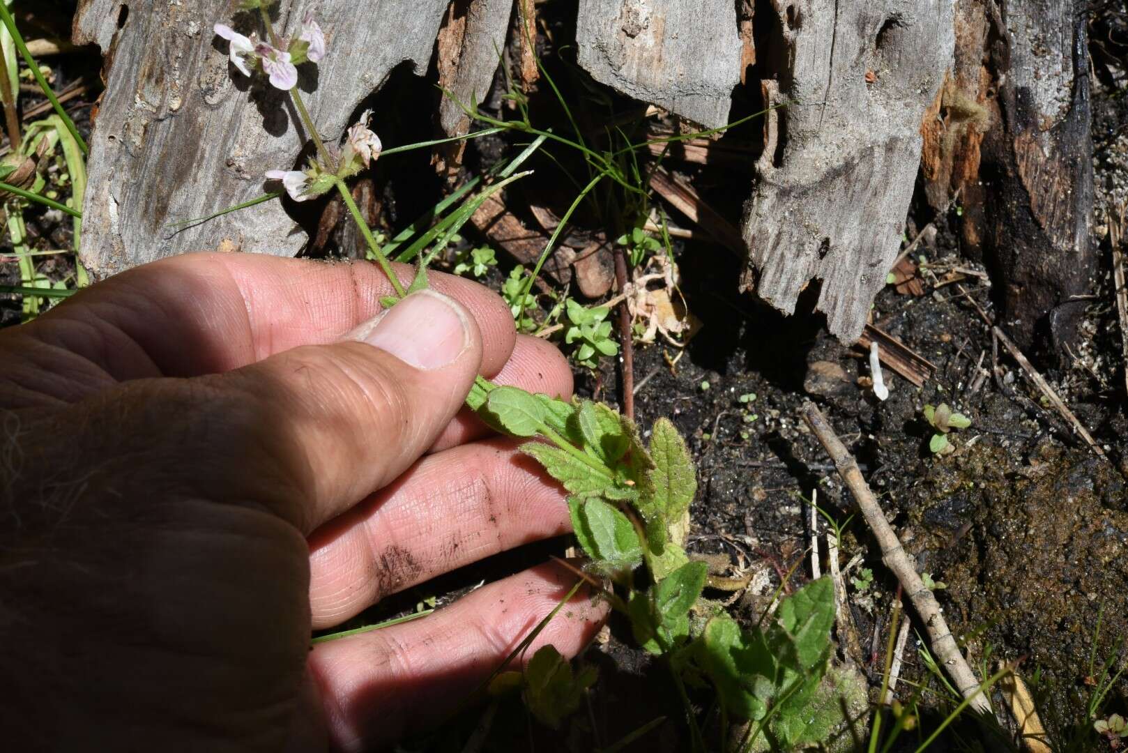 Image of bugle hedgenettle