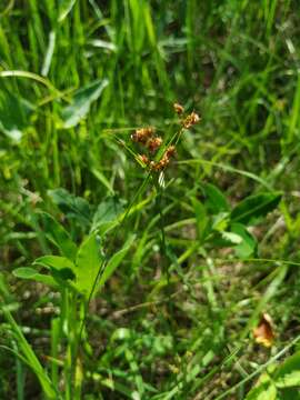 Plancia ëd Luzula pallescens Sw.