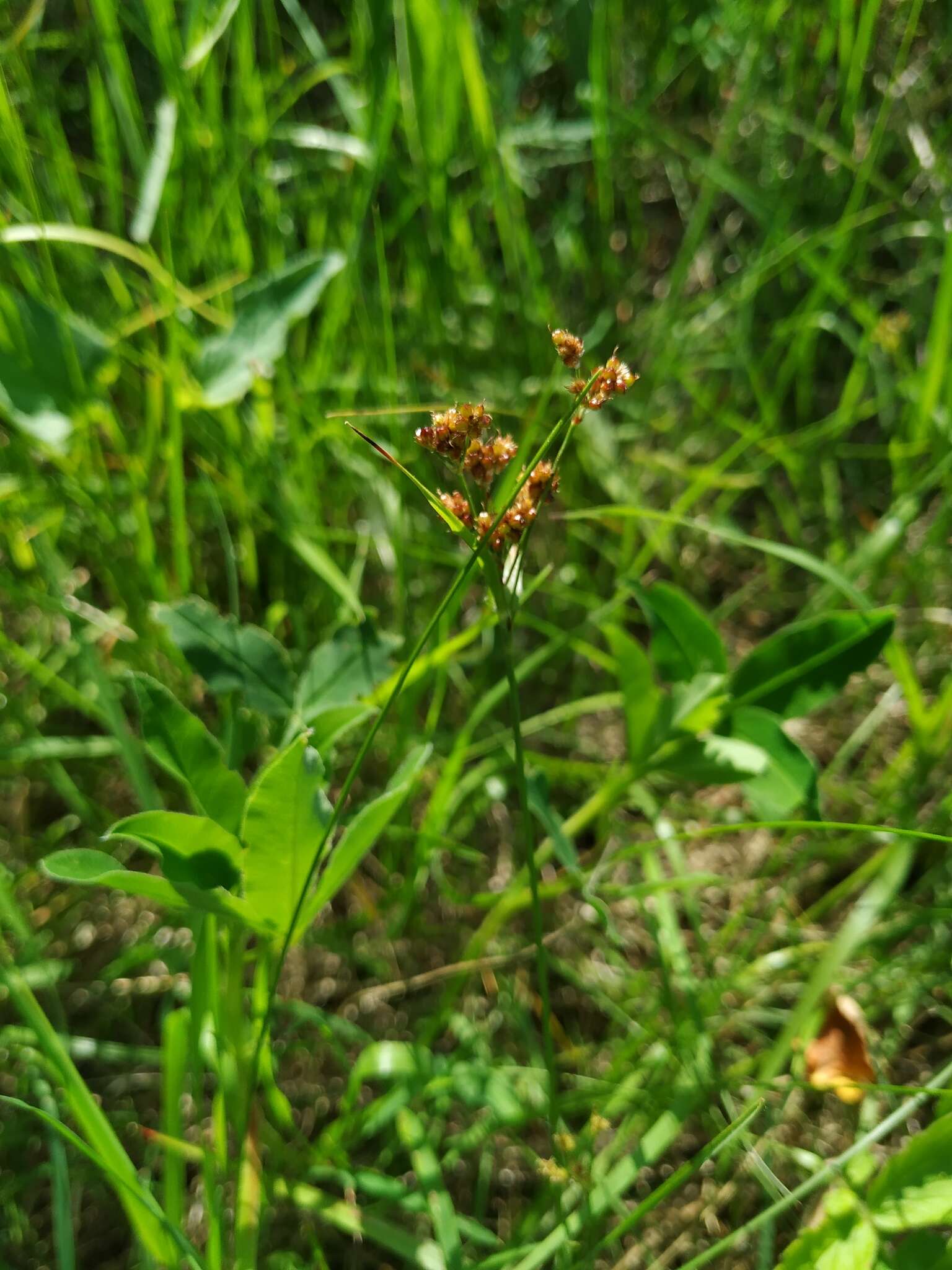 Image de Luzula pallescens Sw.