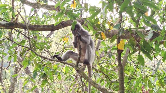 Image of Trachypithecus crepusculus (Elliot 1909)