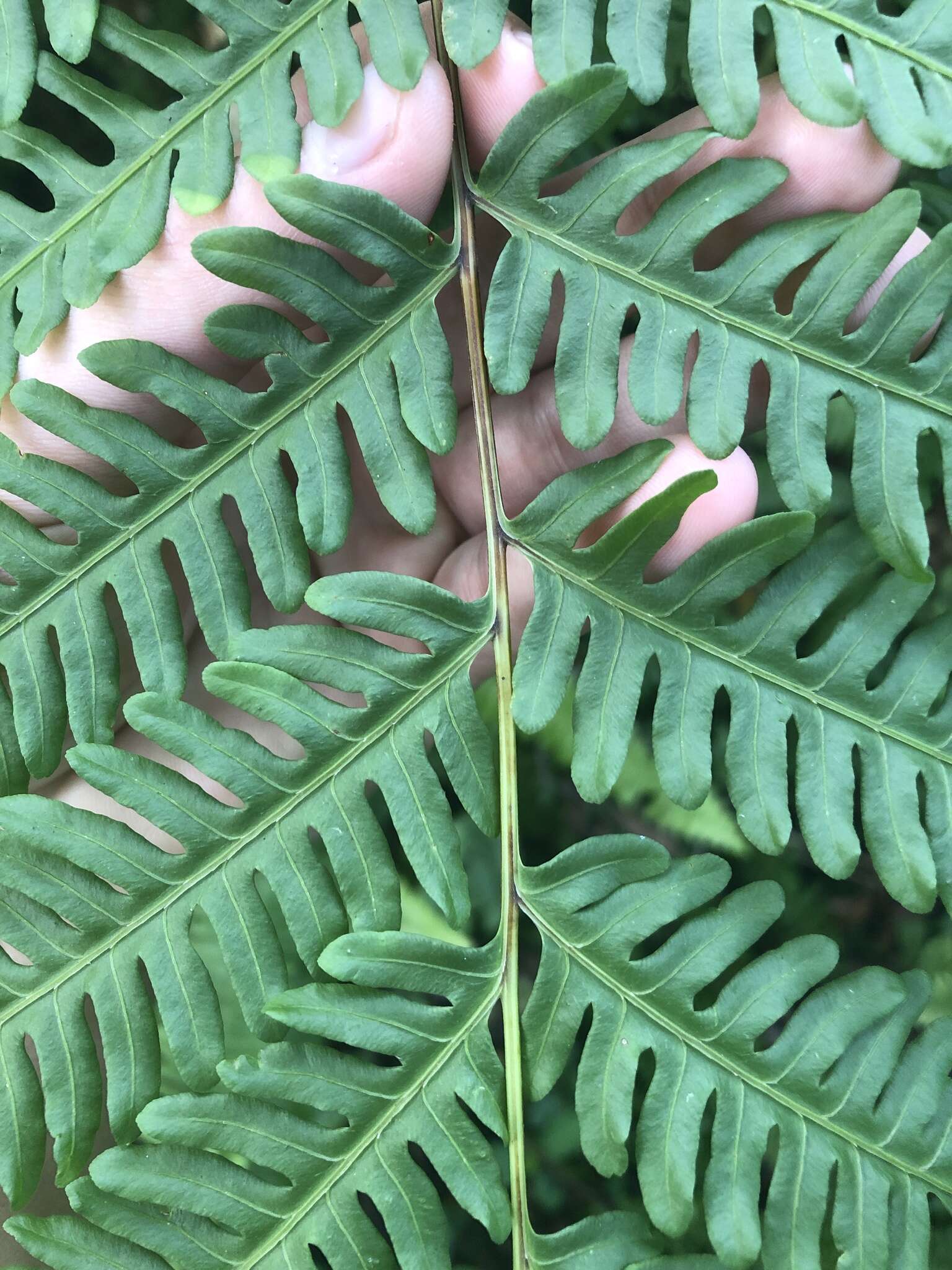 Pteris tripartita Sw. resmi