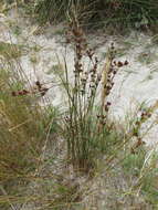 Image of Narrow-Panicle Rush