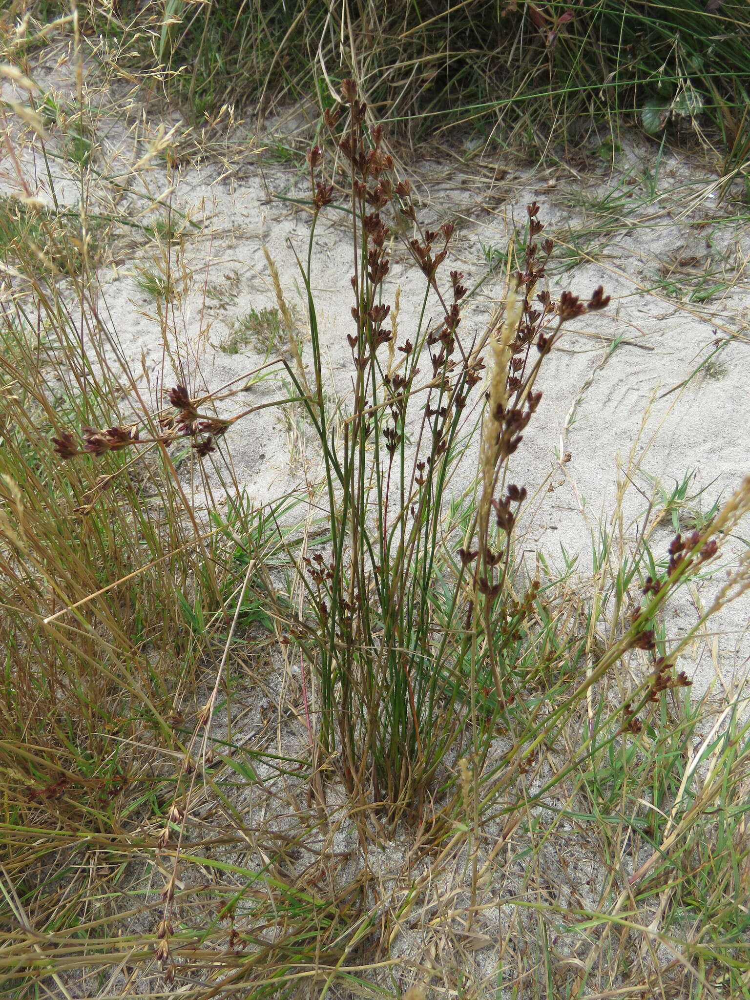 Image of Narrow-Panicle Rush