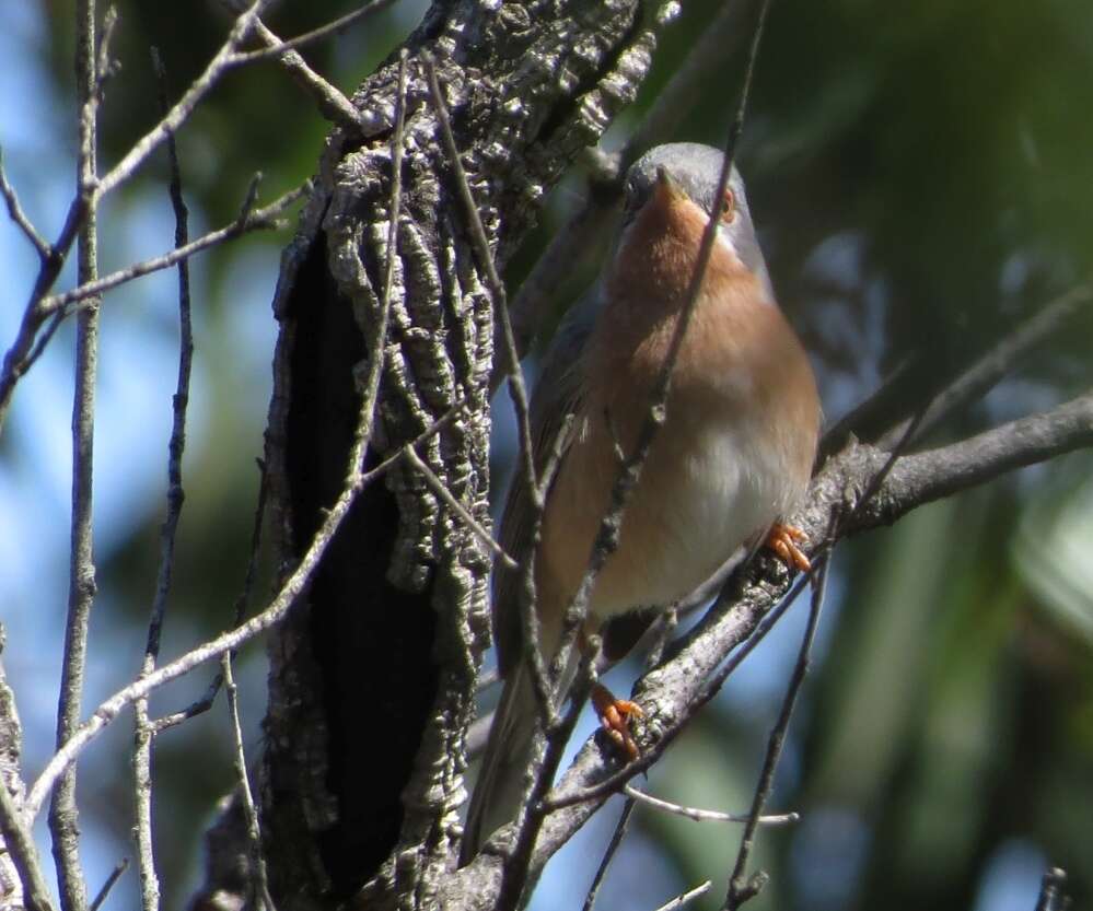 Plancia ëd Curruca iberiae (Svensson 2013)