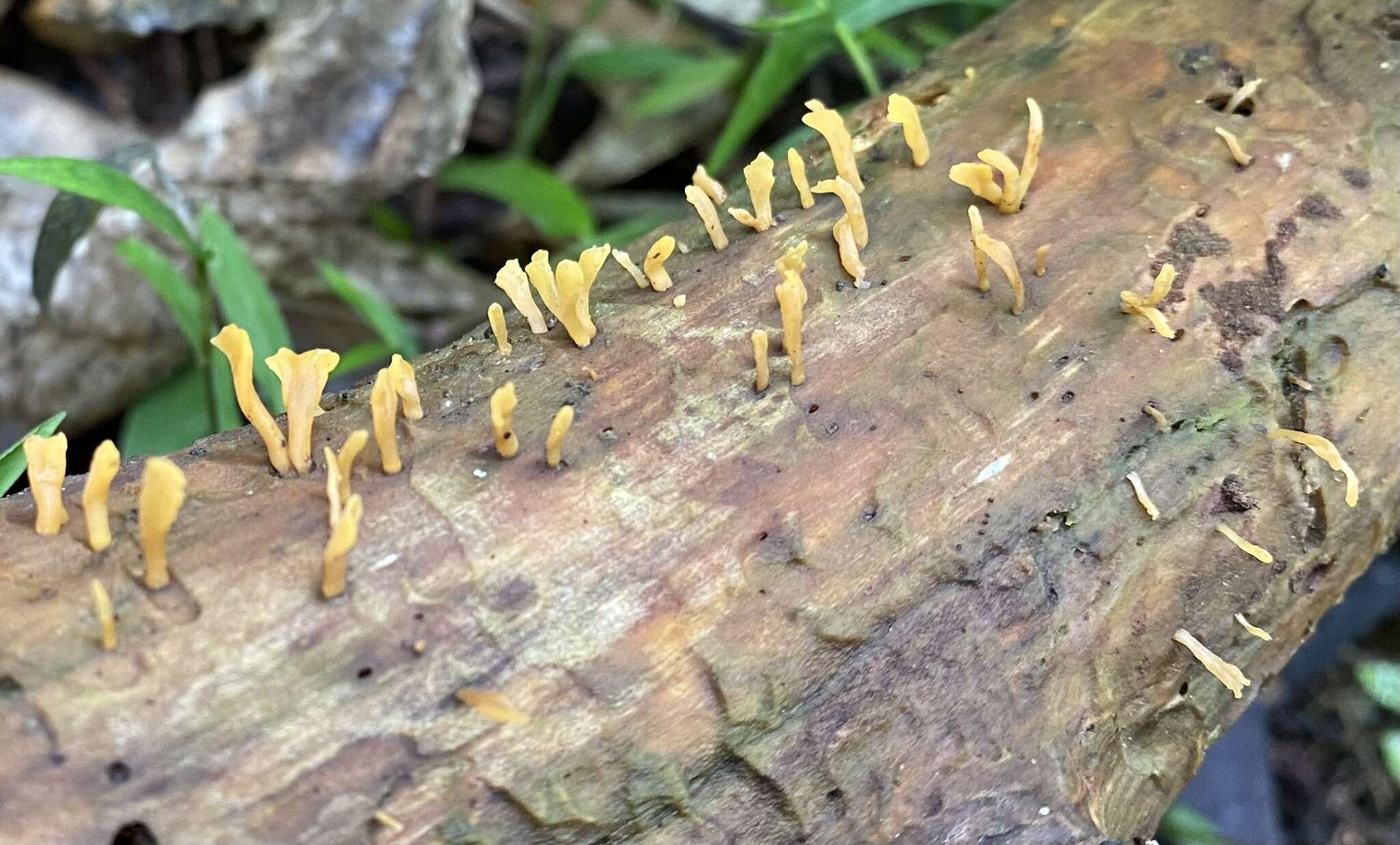 Image de Calocera guepinioides Berk. 1845