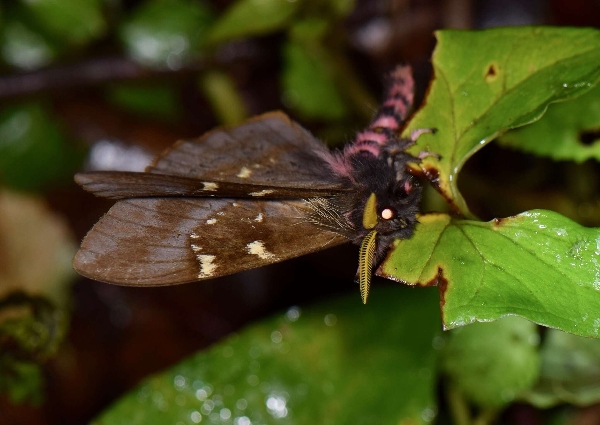 Image of Paradirphia winifredae Lemaire & Wolfe (1990)