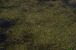 Image of hydrocharis