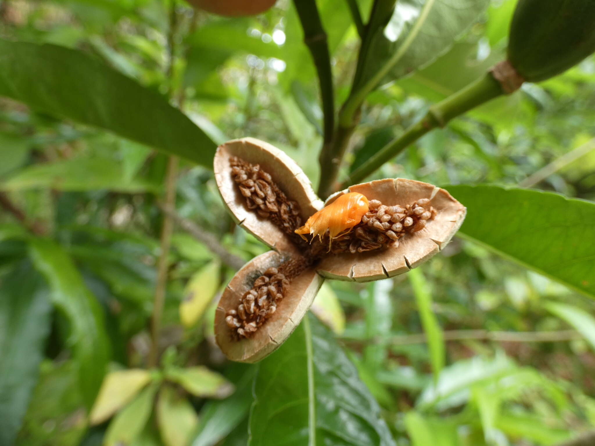 Image de Erblichia odorata Seem.