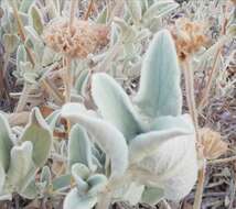 Image of Phlomis floccosa D. Don