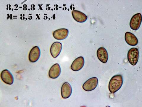 Image of Inocybe griseolilacina J. E. Lange 1917