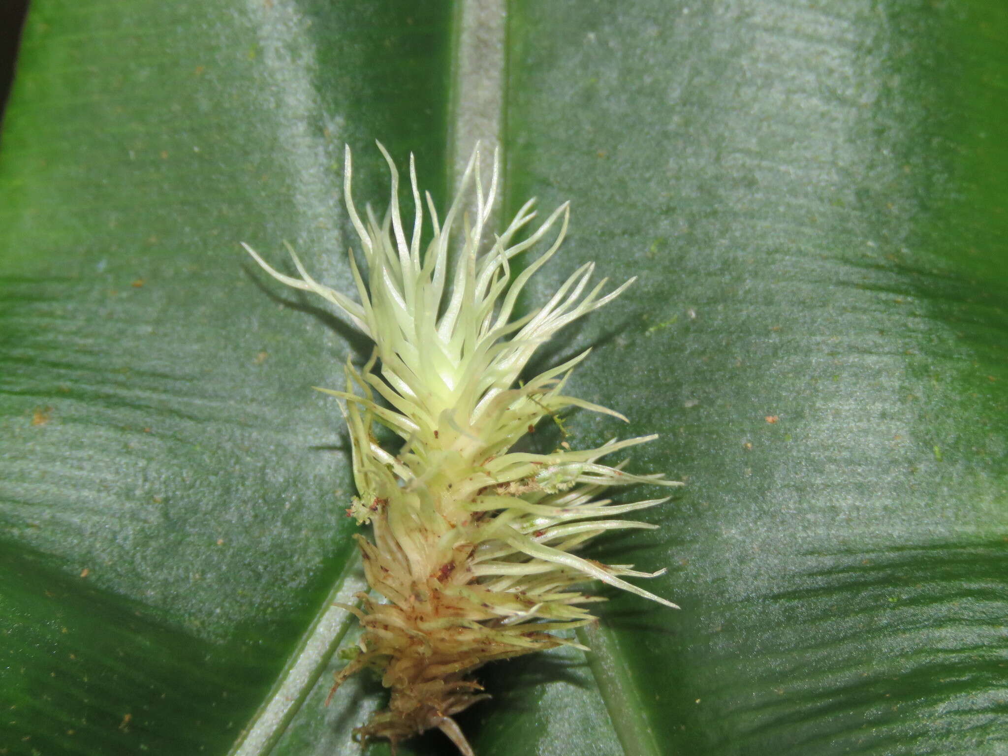 Image of Leucobryum giganteum C. Müller 1848