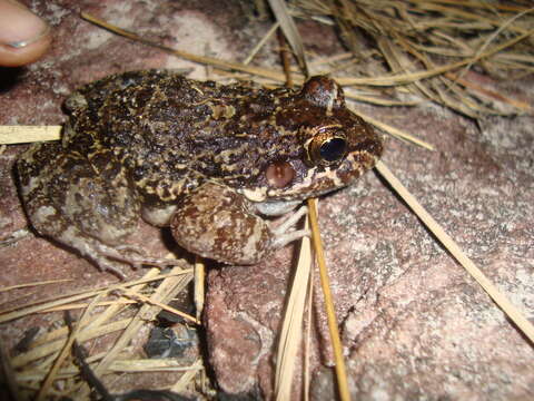 Image of Leptodactylus rugosus Noble 1923