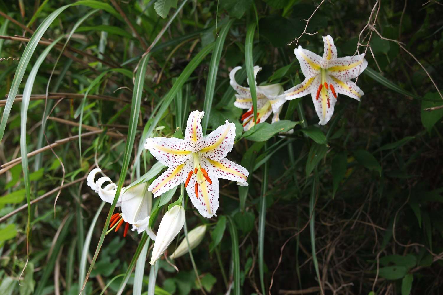 Image of Asiatic Lily