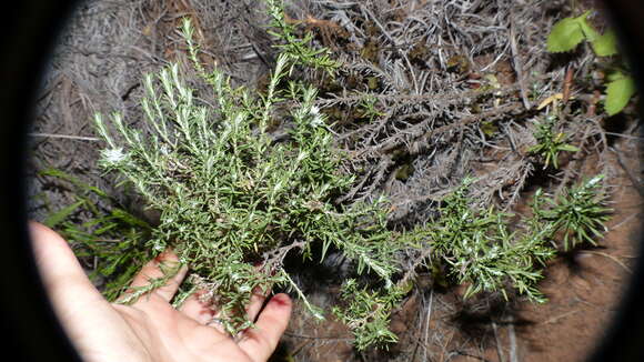 Image of Helichrysum rosum (Berg.) Less.