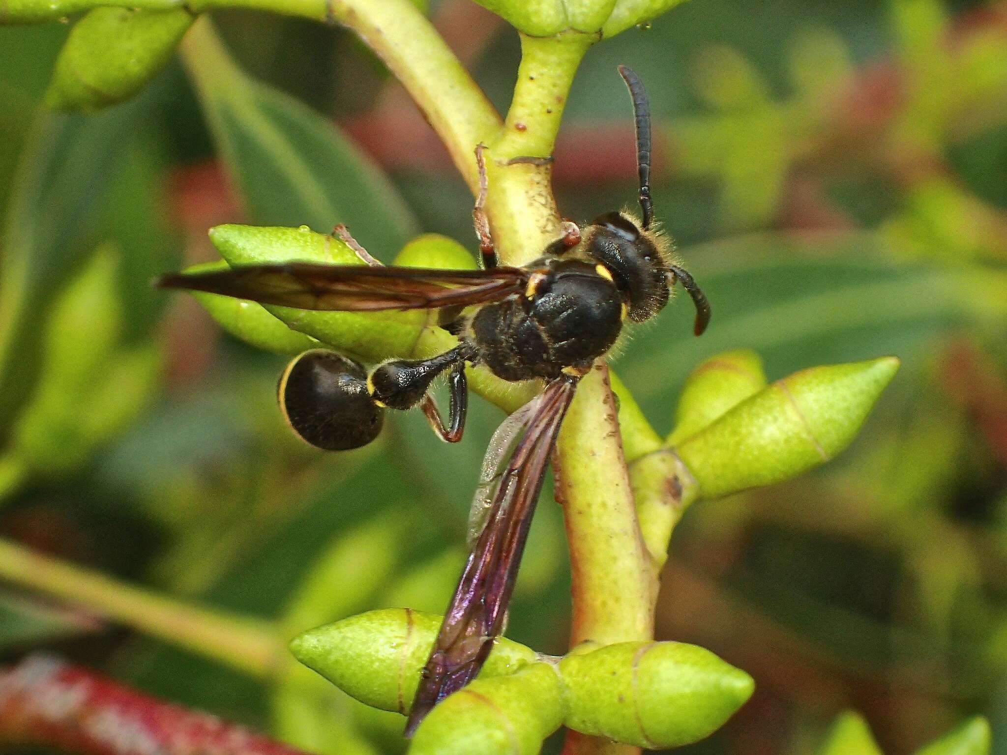 Image of Australozethus tasmaniensis Giordani Soika 1969