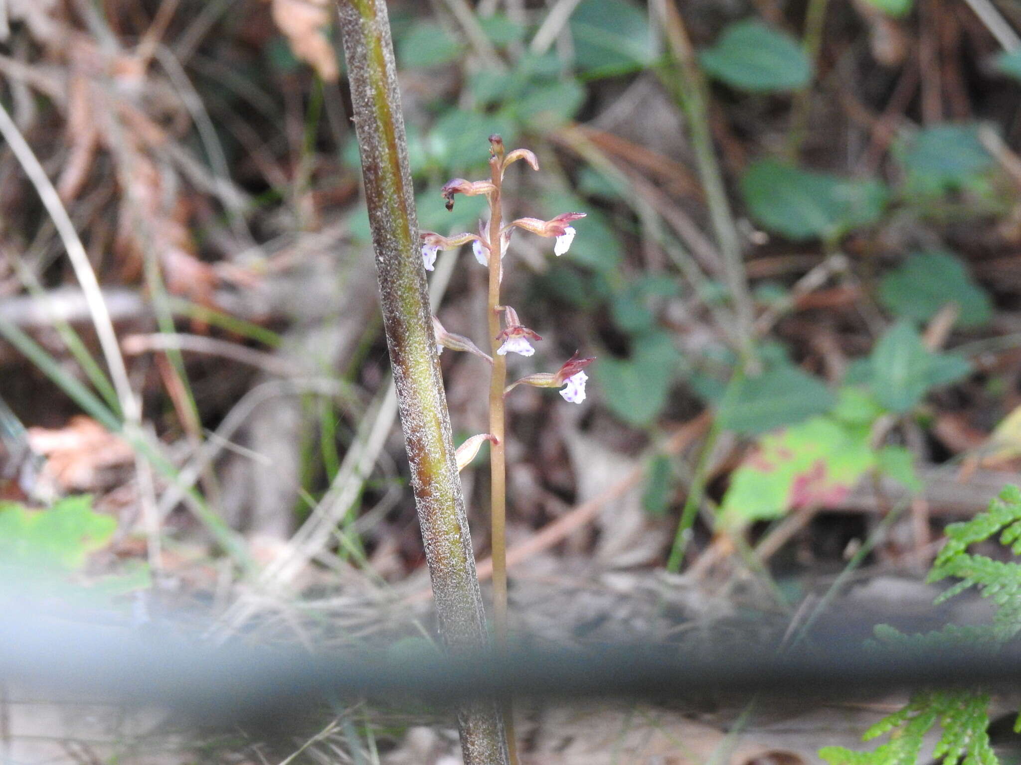 Image de Corallorhiza odontorhiza var. pringlei (Greenm.) Freudenst.