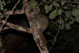 Image of Lesser Weasel Lemur