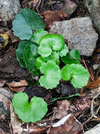 Image of Saxifraga rotundifolia subsp. rotundifolia