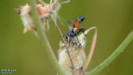 Image of Cylindromyia brassicaria (Fabricius 1775)