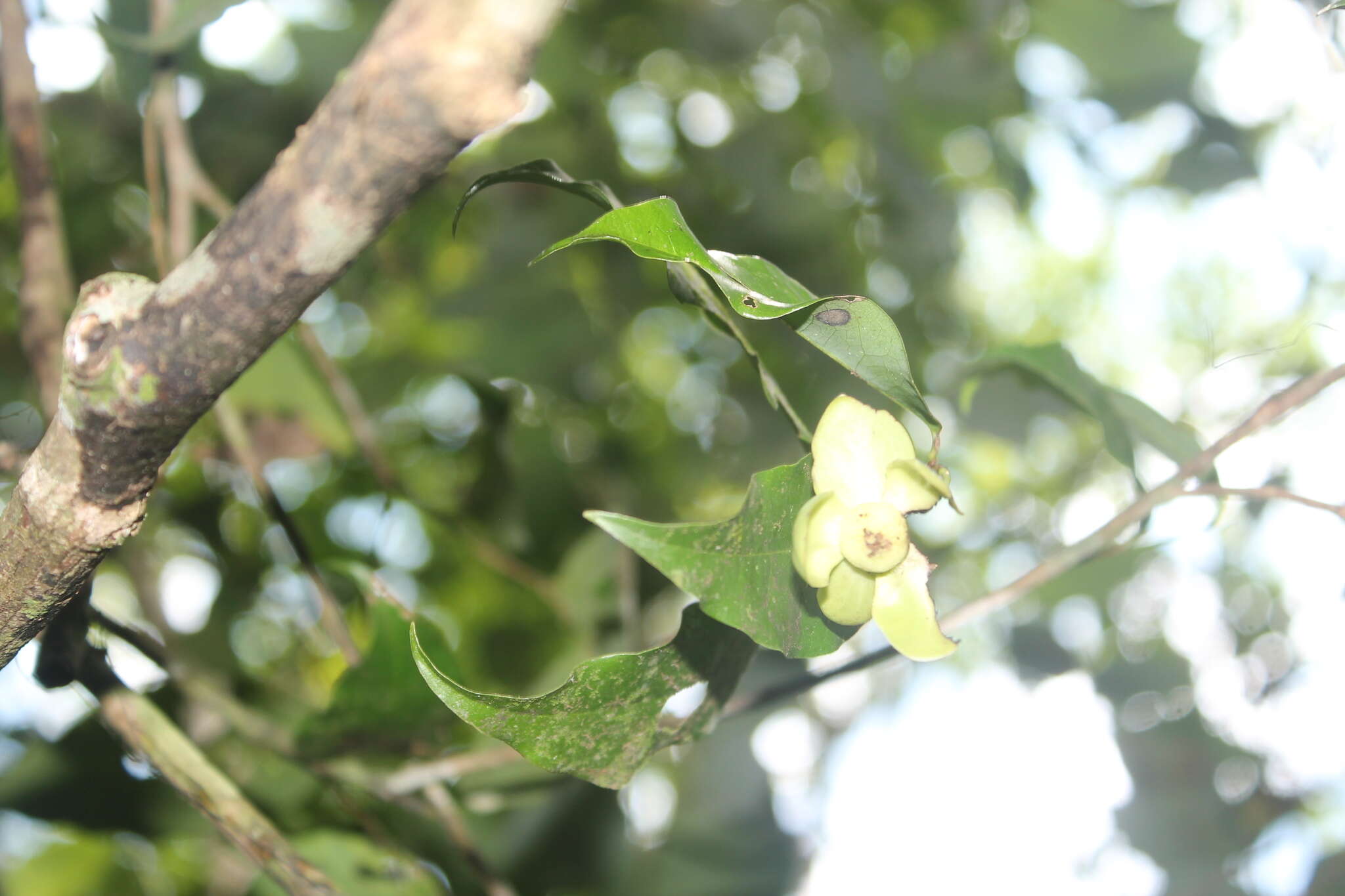 Image of Cymbopetalum hintonii Lundell